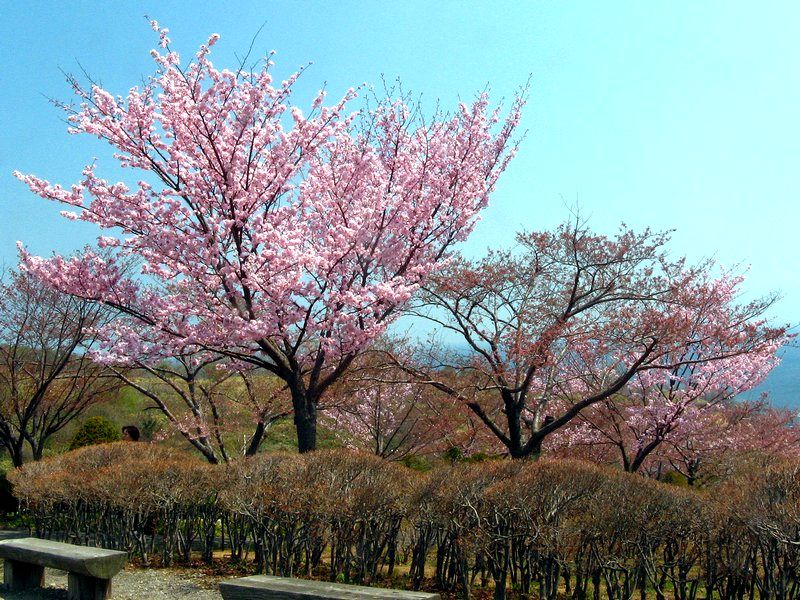 手宮緑化公園の桜