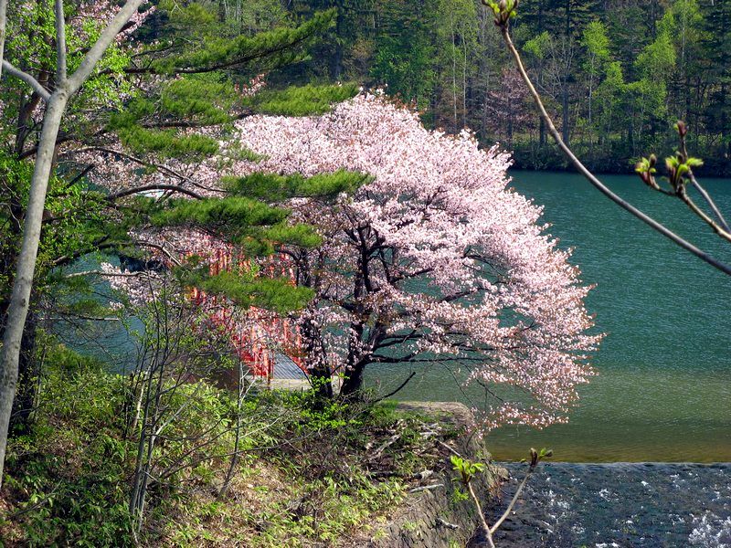 奥沢水源池の桜