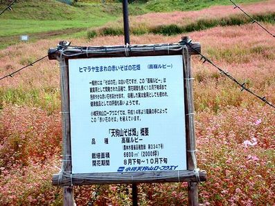 天狗山・ヒマラヤ生まれの赤いそぱの花畑（高欄ルビー）看板